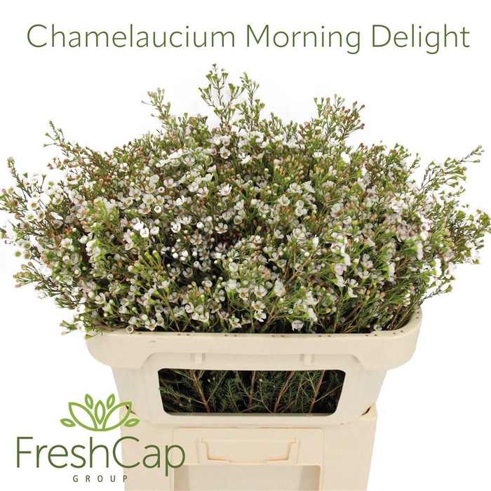 <h4>Chamelaucium Morning Delight</h4>