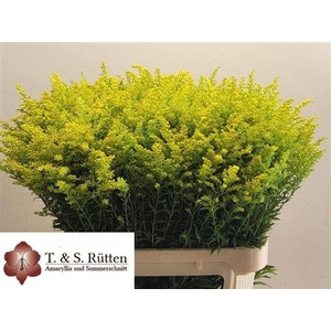 Soli Marvellous Gold