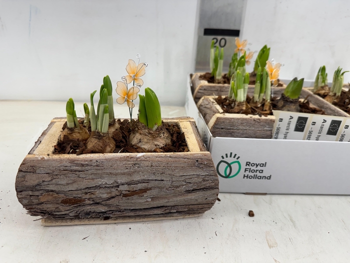 <h4>ARR BOL KNOLGEWAS</h4>