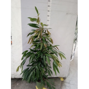 Ficus binn. 'Amstel King'