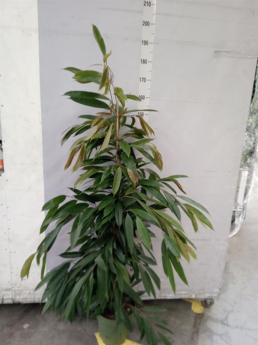 <h4>Ficus binn. 'Amstel King'</h4>