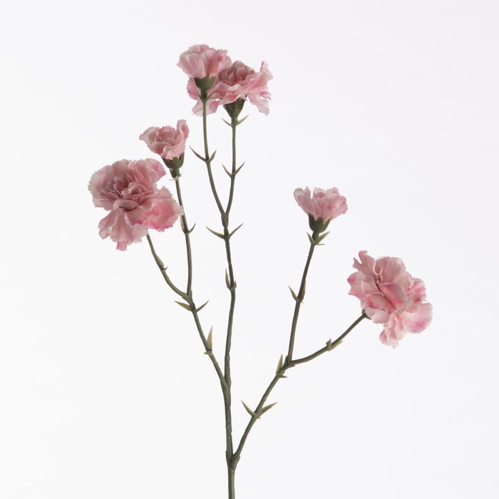 <h4>Af Dianthus X6 L56cm Pink</h4>