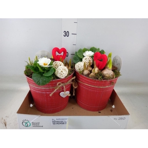 Arr.   Bol/Knolgewas L%