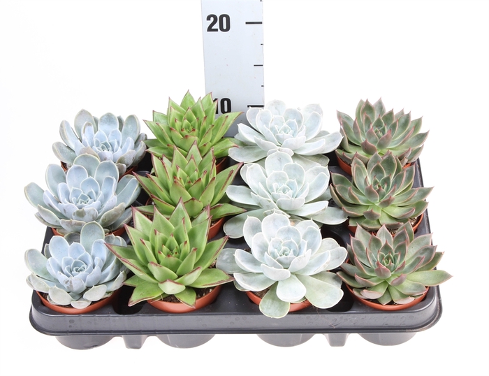 <h4>Echeveria   ...mix</h4>