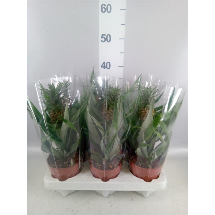 <h4>Ananas 'Rosita'</h4>