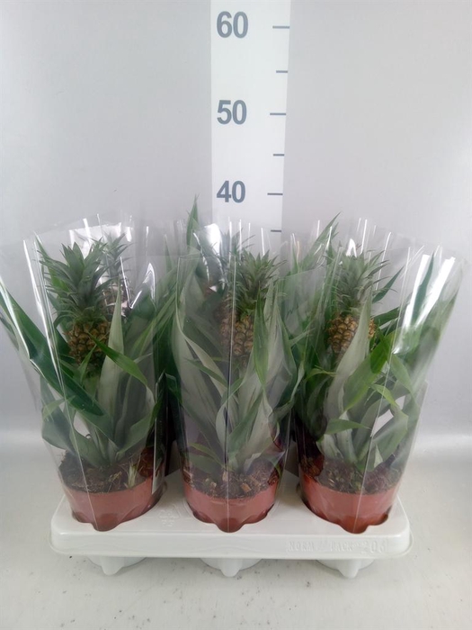 Ananas  'Rosita'