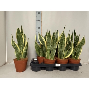 SANSEV FUTURA SUPERB