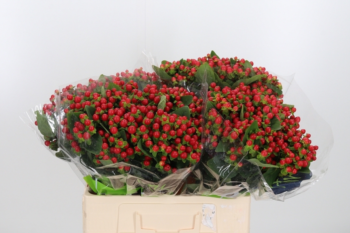 <h4>Hyp Tomato Flair</h4>