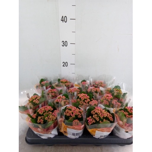 Kalanchoe blos. 'RosDon Victorio'