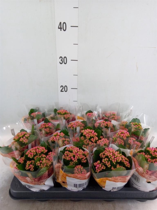 <h4>Kalanchoe blos. 'RosDon Victorio'</h4>