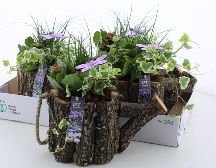 <h4>ARR TUINPLANTEN</h4>