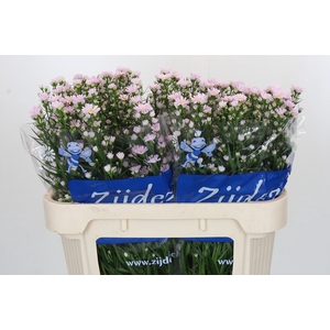 Aster Claudia