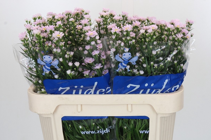 <h4>Aster Claudia</h4>