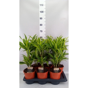 Dracaena fr de 'LemonLime'