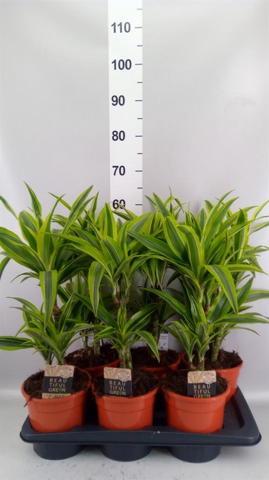 <h4>Dracaena fr de 'LemonLime'</h4>