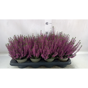 Calluna vulg. 'Beauty L Leonie'