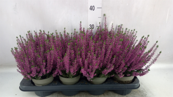 Calluna vulg. 'Beauty L Leonie'