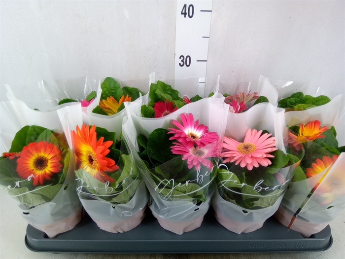 <h4>Gerbera   ...mix</h4>