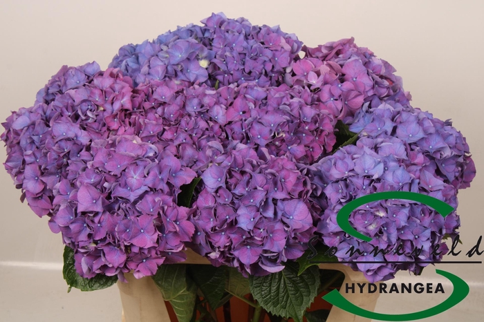 <h4>HYDR M CH RODEO PA</h4>