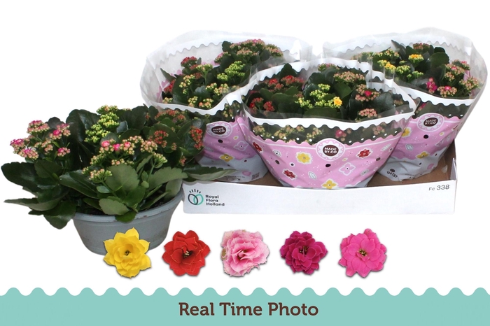 <h4>KAL GE GEM I POT</h4>