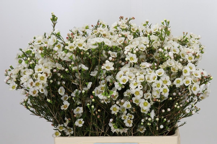 <h4>Chamelaucium Rhiannon</h4>