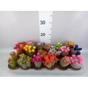 Cactus   ...decorated