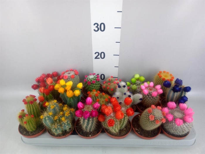 <h4>Cactus   ...decorated</h4>