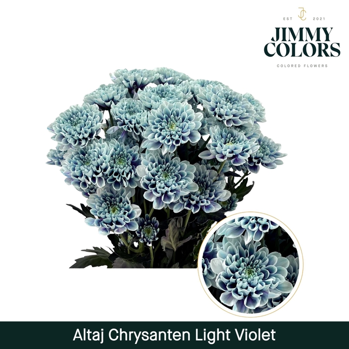 <h4>Chr T Altaj Light violet</h4>