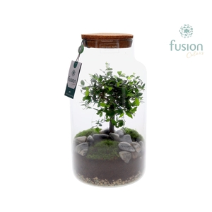 Green Bottle Pot Large met Bonsai