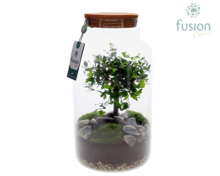 <h4>Green Bottle Pot Large met Bonsai</h4>