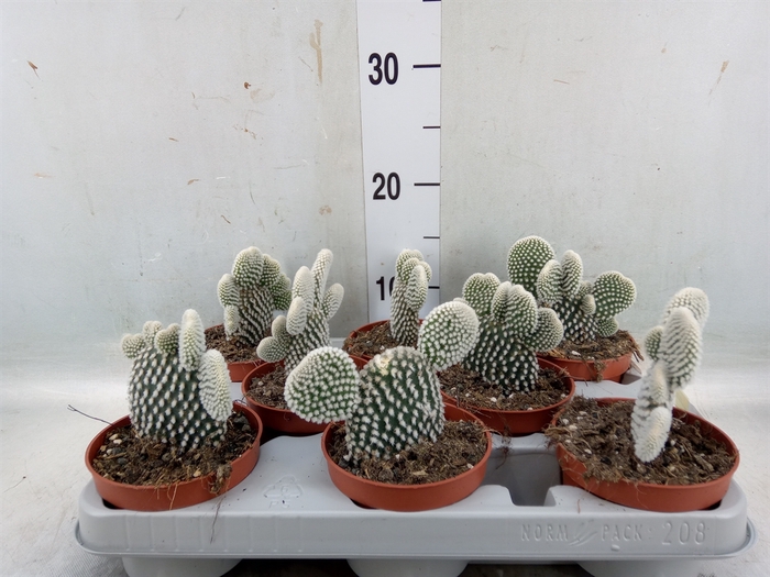 <h4>Opuntia microdasys 'Albispina'</h4>