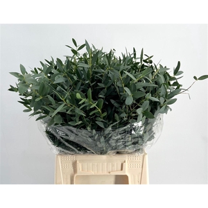 Eucalyptus per bos parvifolia