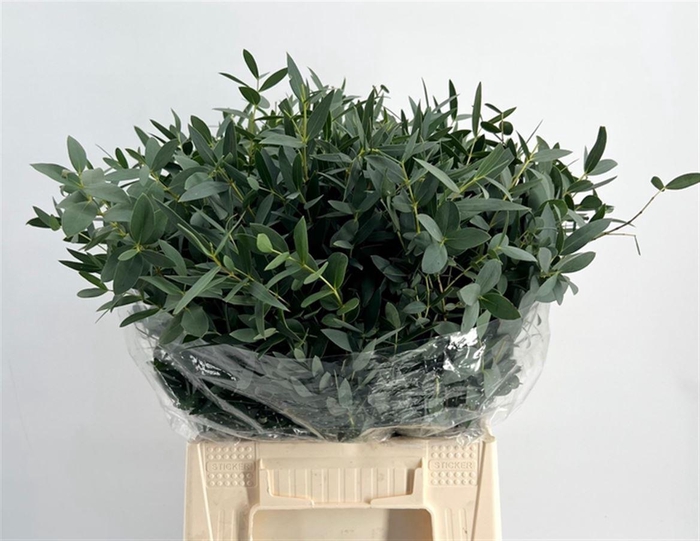 <h4>Eucalyptus per bos parvifolia</h4>