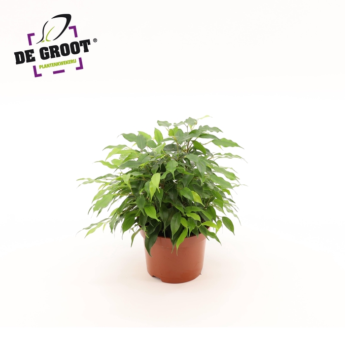 <h4>Ficus benjamina 'Green Kinky'</h4>