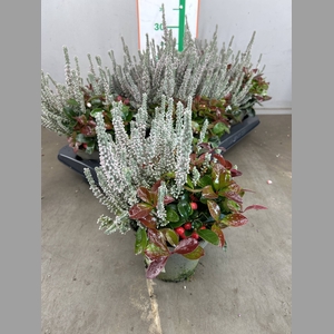 CALLU GG KOMBI