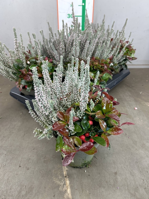CALLU GG KOMBI