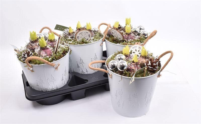 <h4>ARR HYACINTH</h4>