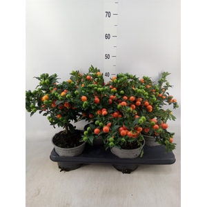 Solanum pseudocapsicum 'Bartoli'