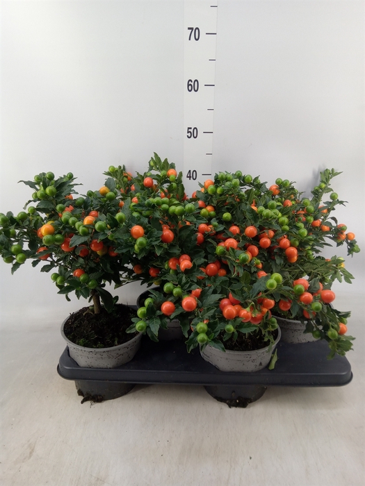 <h4>Solanum pseudocapsicum 'Bartoli'</h4>