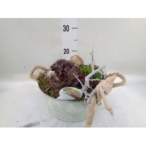 Arr.  Sempervivum L%