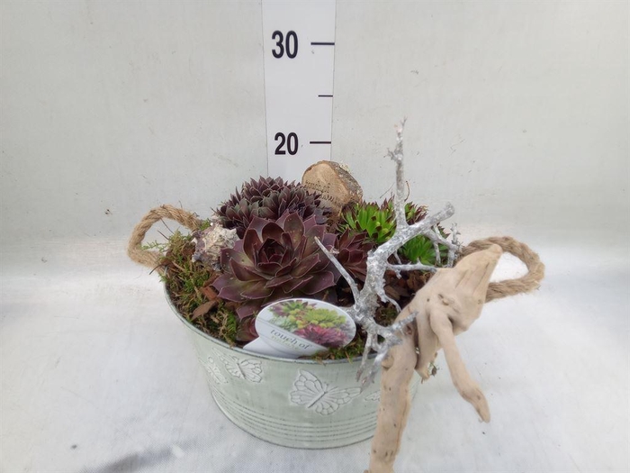 <h4>Arr.  Sempervivum L%</h4>