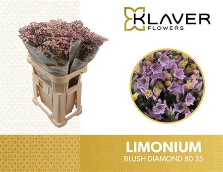 <h4>Lim Sin Blush Diamond</h4>