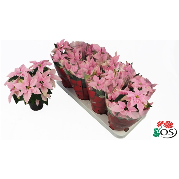 <h4>Euphorbia Princettia vertakt Pink</h4>