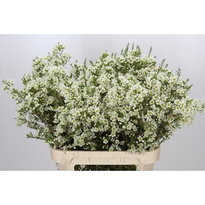 Chamelaucium Ivory Pearl