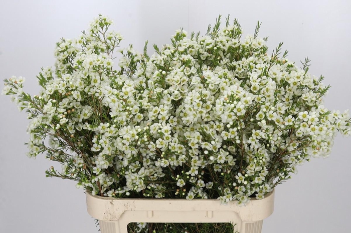 <h4>Chamelaucium Ivory Pearl</h4>