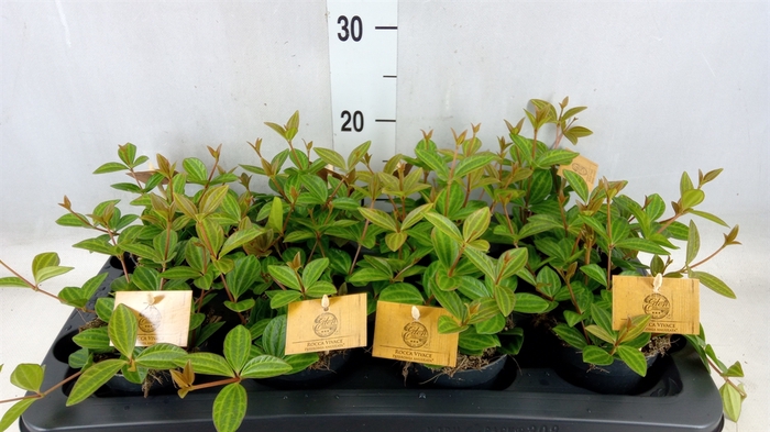<h4>Peperomia angulata</h4>
