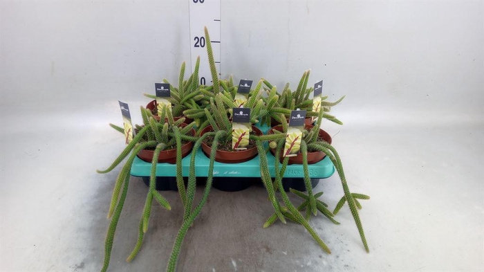 <h4>Cactus   ...</h4>