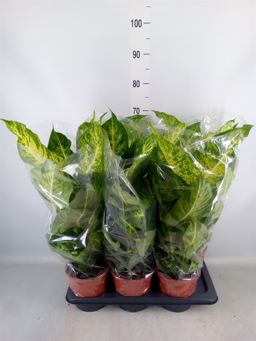 <h4>Dieffenbachia  'Mars'</h4>
