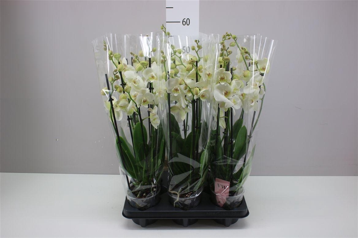 <h4>Phal Wit 4 Tak</h4>