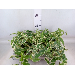 Ficus sagittata